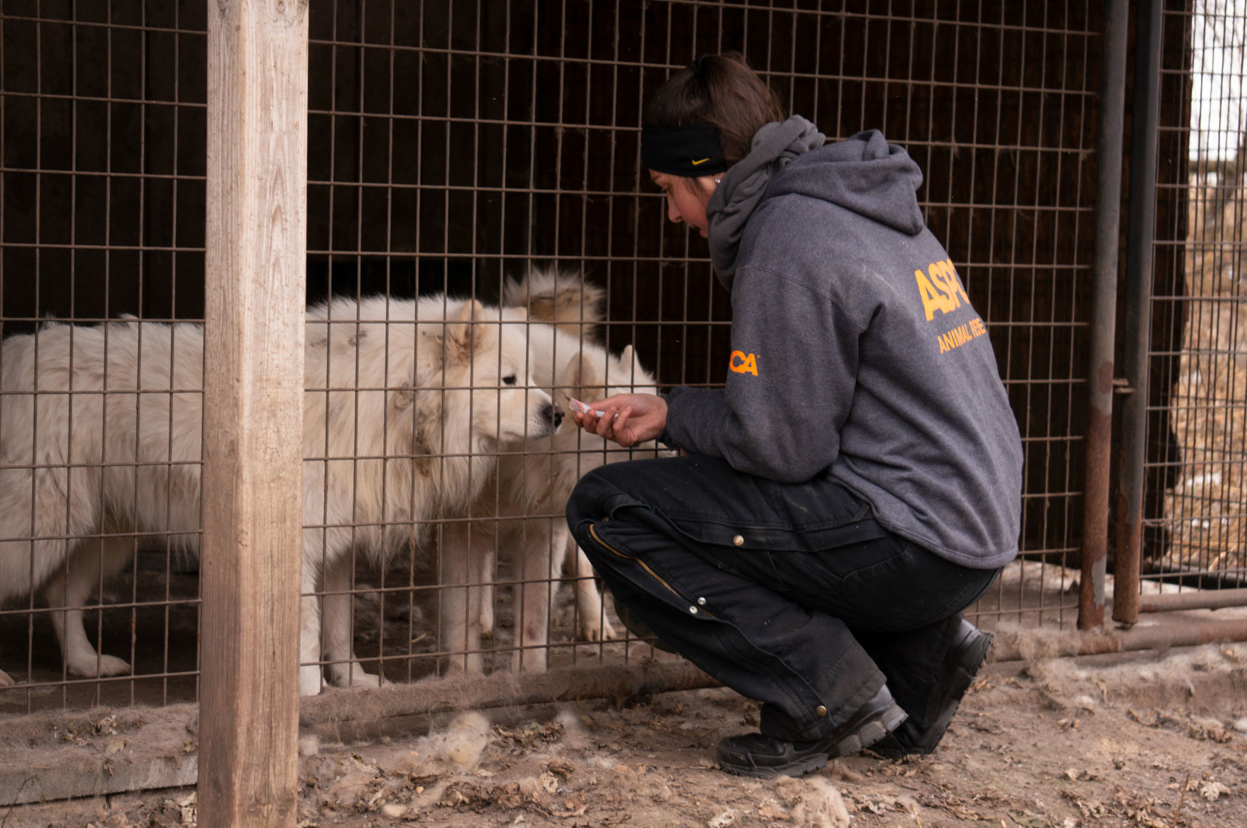 Puppy mill 6